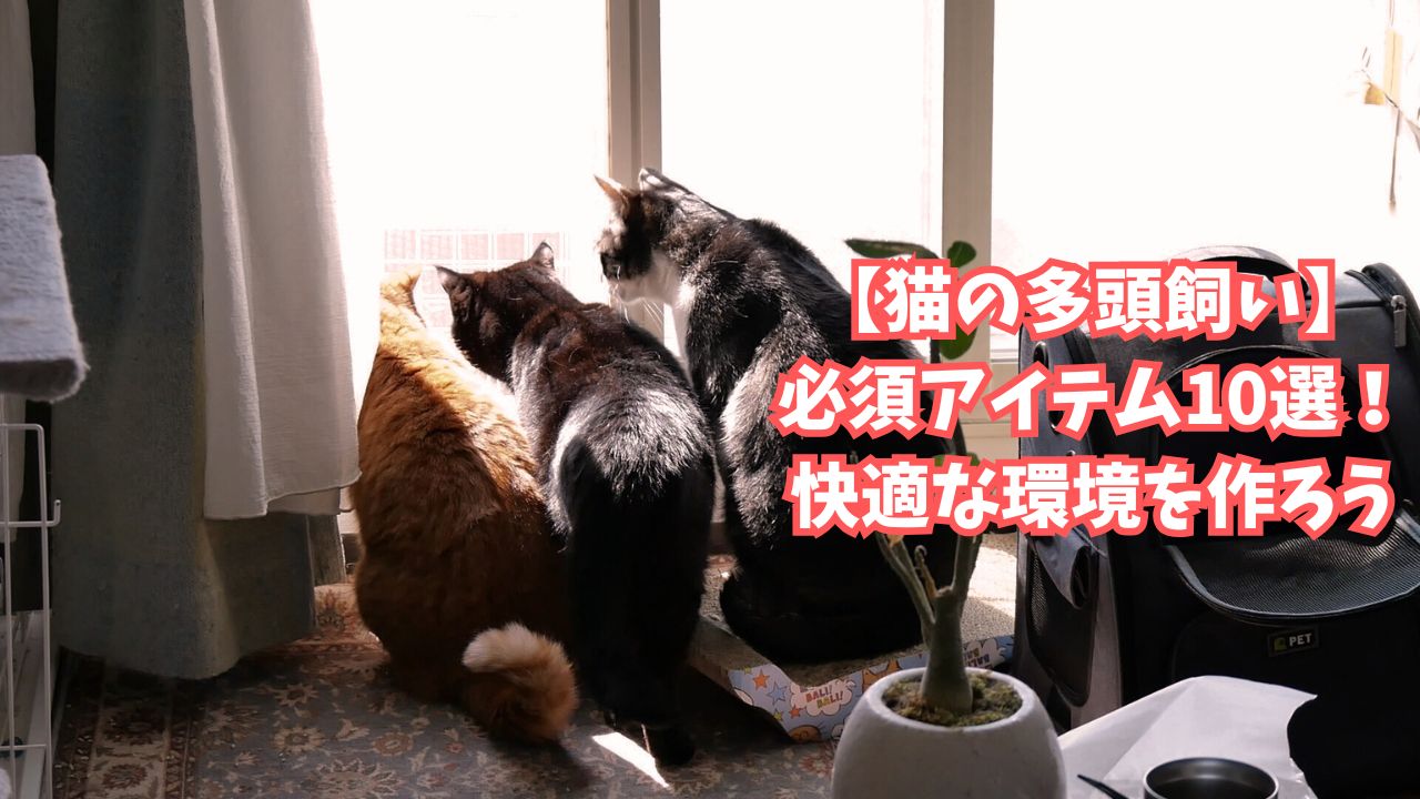 【猫の多頭飼い】必須アイテム10選！快適な環境を作ろう
